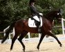 dressage horse Bellisario 2 (Westphalian, 2010, from Belissimo NRW)