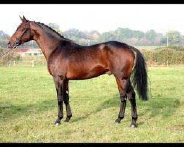horse Holstein d'Uriat (Selle Français, 1995, from Royal Feu)