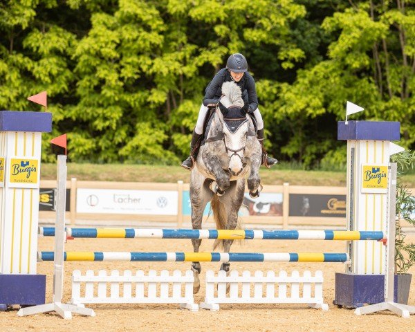 jumper Ascacadabra vom Scheulenhof (Holsteiner, 2019, from Asca Z)