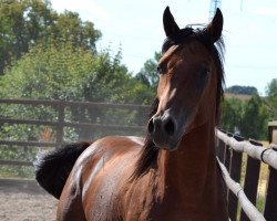 stallion Nile Jawhar (Arabian thoroughbred, 2013, from Nile P)