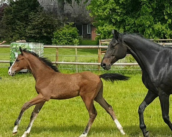 foal by Hengst von Benicio / Johnson (Oldenburg, 2025, from Callaho's Benicio)