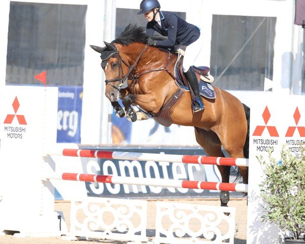 jumper Pepsi van de Noordheuvel (Belgian Warmblood, 2015, from Zambesi TN)