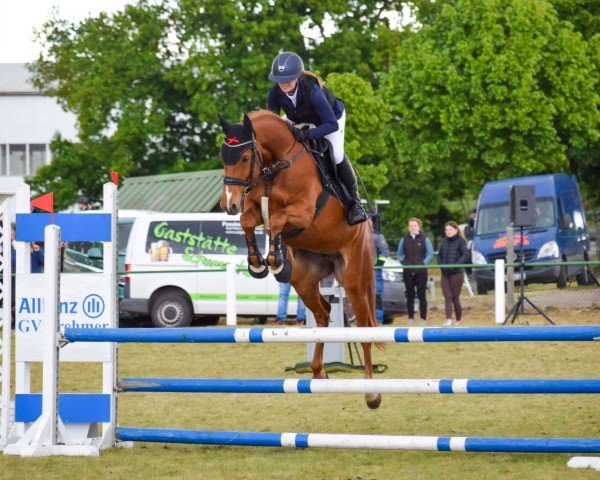 jumper Crime Time 13 (German Sport Horse, 2018, from Cicero Z van Paemel)