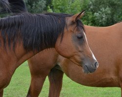 broodmare DSA Monique (Arabian thoroughbred, 2001, from Najiy ox)