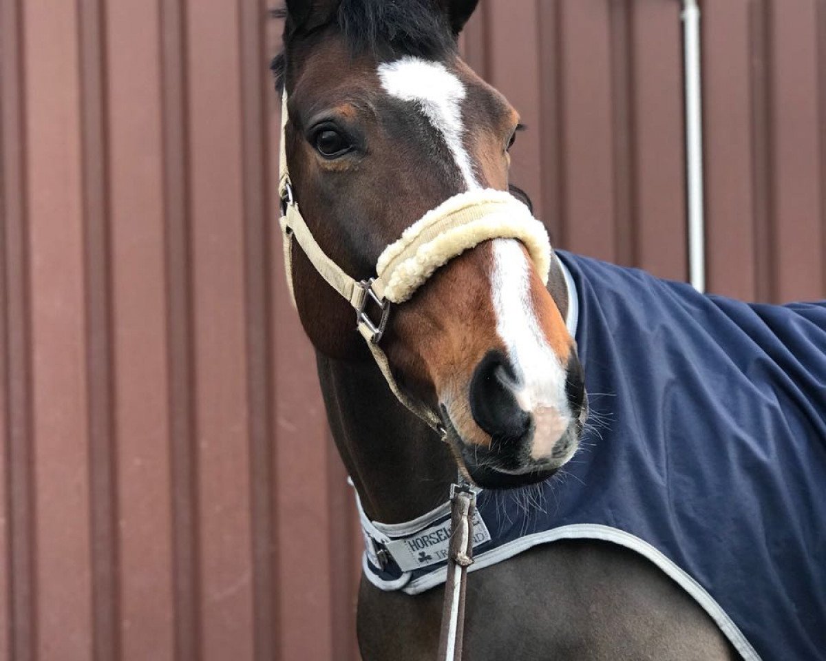 broodmare Querida M (Oldenburg show jumper, 2006, from Quality 9)