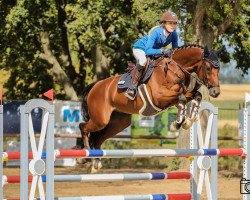 stallion Chaccogranulito (Oldenburg show jumper, 2014, from Chaccato)