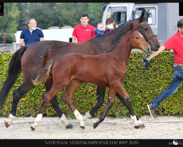 jumper Urbi et orbi van t' knok (Belgian Warmblood, 2020, from Foncetti vd Heffinck)