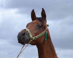 horse AE Egyptian Asmar (Arabian thoroughbred, 2016, from AE Haalim Jamil EAO)