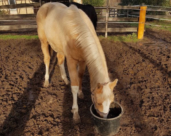 Dressurpferd Mirabell (Deutsches Reitpferd, 2020, von Magic)