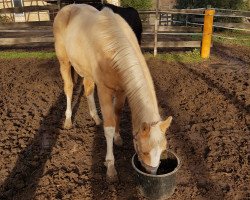 dressage horse Mirabell (German Warmblood, 2020, from Magic)