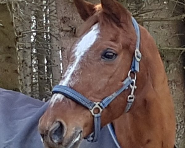 dressage horse Robermill (Belgian Warmblood, 1994, from Millar)