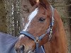 dressage horse Robermill (Belgian Warmblood, 1994, from Millar)