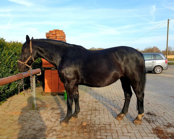 broodmare Greta (Alt-Oldenburger / Ostfriesen,  , from Gerry173)