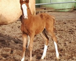 Dressurpferd Cocco Jambo (Deutsches Reitpony, 2021, von Cooper County WE)