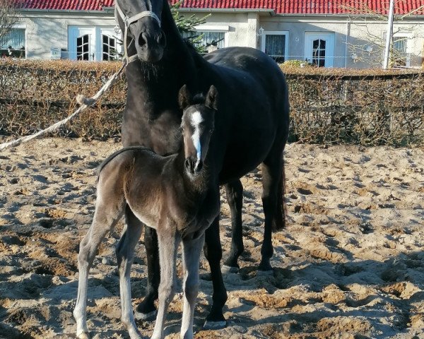 Dressurpferd Dancier Gold x Dressage Royal (Oldenburger, 2021, von Dancier Gold FRH)