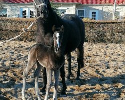 dressage horse Dancier Gold x Dressage Royal (Oldenburg, 2021, from Dancier Gold FRH)