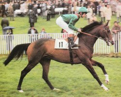 stallion Shergar xx (Thoroughbred, 1978, from Great Nephew xx)