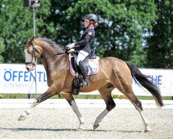 dressage horse Schierensees Midnight Blue (German Riding Pony, 2012, from Schierensees Marillion)