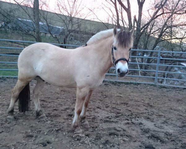 horse Dragons Hiks (Fjord Horse, 2015, from Dexter)