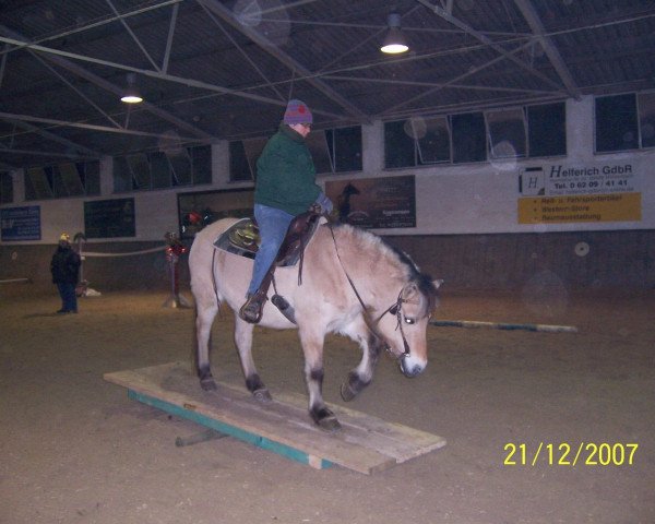 broodmare Malvenblüte (Fjord Horse, 1985, from Talman K)