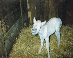 Pferd Odin (Fjordpferd, 1992, von Orlandos)