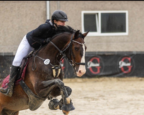 jumper Keanu (Luxembourg horse, 2014, from Quannan-R)