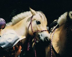 Pferd Larissa (Fjordpferd, 1986, von Olger F 114)