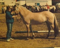 horse Leika (Fjord Horse, 1982, from Olger F 114)