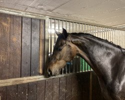 dressage horse Belanka G (Westphalian, 2018, from HBS Backround)