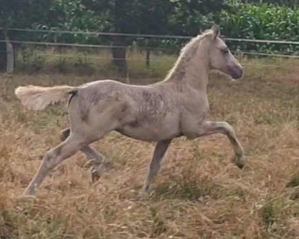 dressage horse Venustas Dunalino (German Riding Pony, 2019, from Double Delight)
