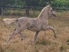 dressage horse Venustas Dunalino (German Riding Pony, 2019, from Double Delight)