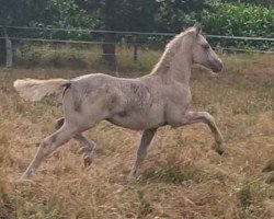 dressage horse Venustas Dunalino (German Riding Pony, 2019, from Double Delight)