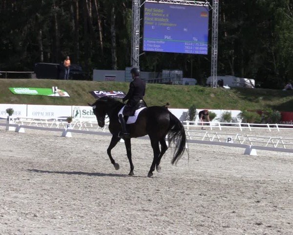 Reitturnier Holschdubrau 2025