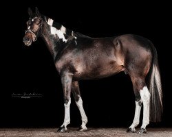 dressage horse Special Edition G (Pinto with riding horses pedigree, 2012, from Spezial Color R)