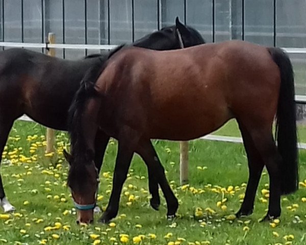 broodmare Rika (German Riding Pony, 2008, from Halifax)