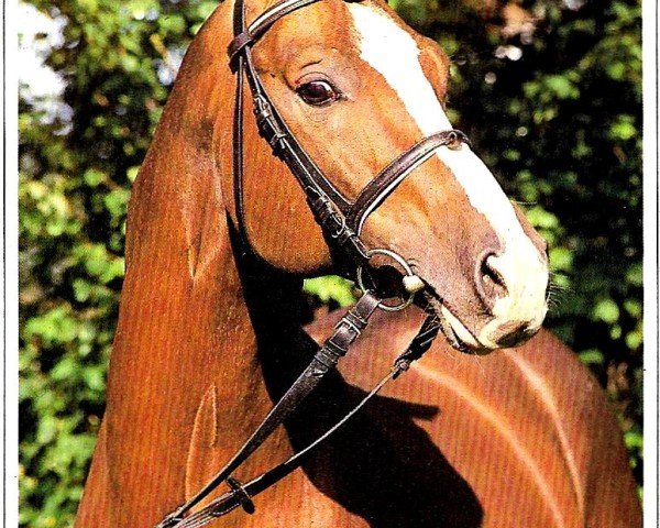 stallion Portepee (German Warmblood, 1979, from Patras)
