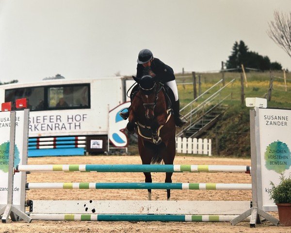 jumper Passcha Lady G (KWPN (Royal Dutch Sporthorse), 2020, from VDL Harley)