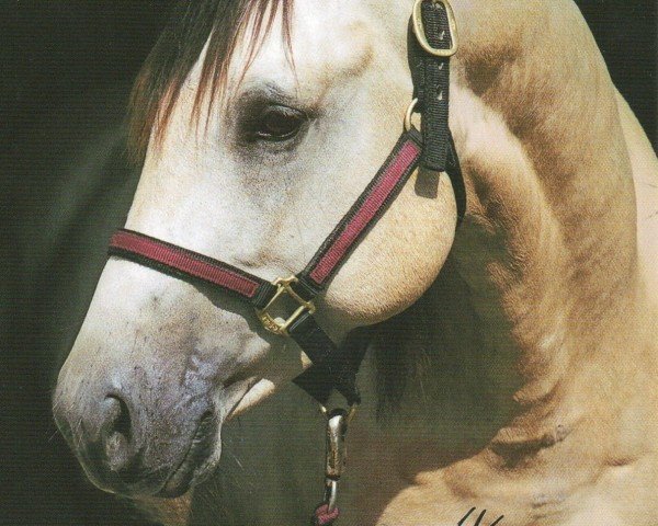 horse Topdun Whiz (Quarter Horse, 1999, from Glory Dun It)