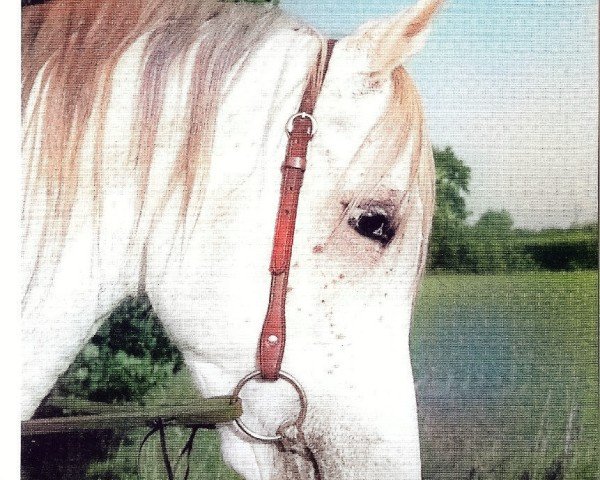horse Saphir ox (Arabian purebred, 1979, from Sahrib ox)