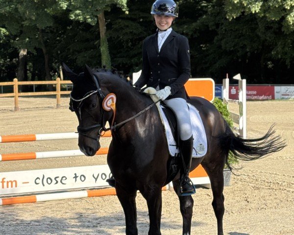 jumper Charming CL (Hanoverian, 2019, from Central Park 6)