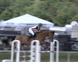 jumper CoCo 366 (German Warmblood, 2015, from Cornet's Bavarian)