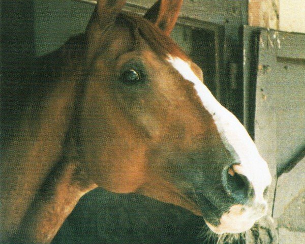 stallion Qui du Prieure (Selle Français, 1982, from Le Sartillais)
