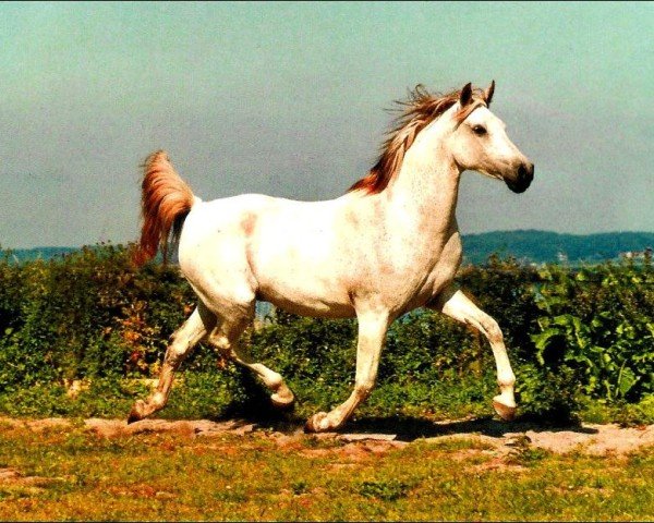horse Anshi (Shagya Arabian, 1994, from Kamar)