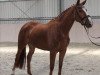 dressage horse Edda (Hanoverian, 2016, from Edward 28)