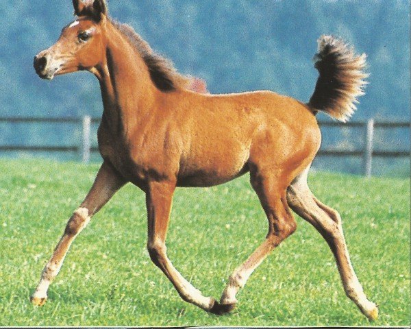 Pferd Tamina ox (Vollblutaraber,  , von Dalia Halim EAO)