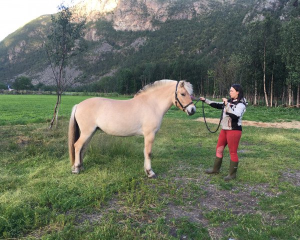 horse Mathisdals Leda (Fjord Horse, 2015, from Volls Birk)