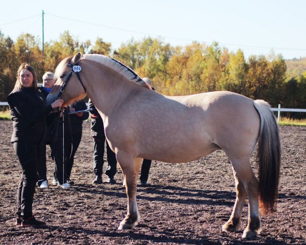 broodmare Fannemels Bjella (Fjord Horse, 2009, from Heino N.2657)