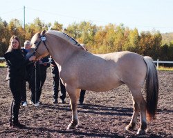 broodmare Fannemels Bjella (Fjord Horse, 2009, from Heino N.2657)