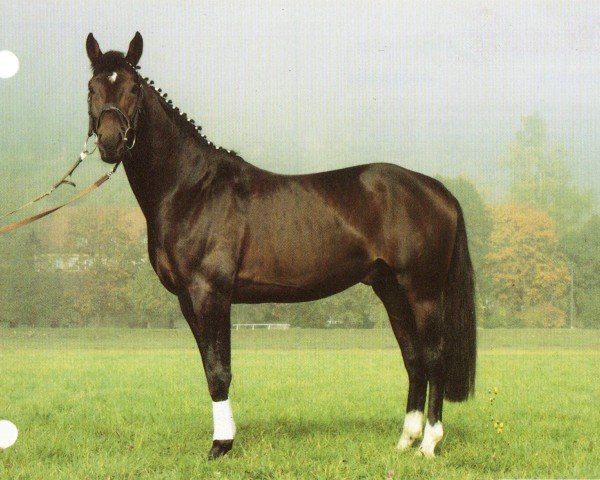 dressage horse Abendwind 50 (Trakehner, 1990, from Lehndorff's)