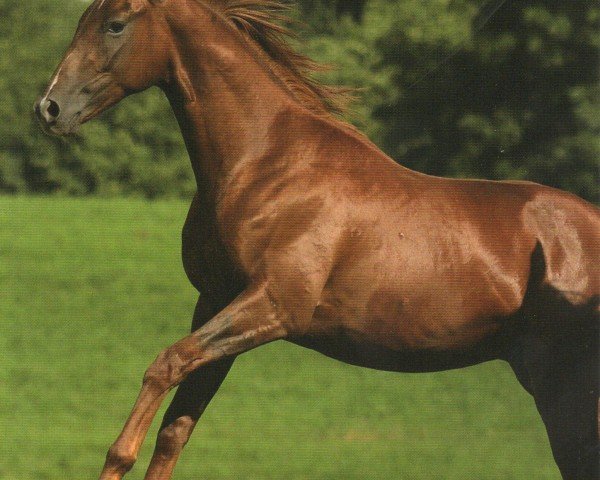 horse Stradivari (Trakehner, 2006, from Hohenstein I)